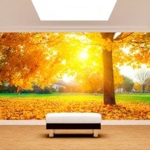Fotomurales Árboles En Otoño