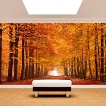 Fotomurales Camino Y Árboles Otoño