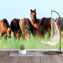 Fotomurales de vinilos caballos en el campo