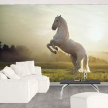Fotomurales vinilo caballo blanco