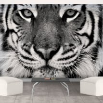 Fotomural de vinilo tigre