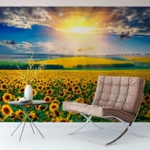 Fotomurales atardecer campo de girasoles