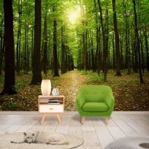 Fotomurales árboles en el bosque