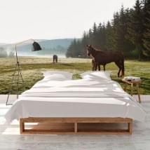 Fotomurales caballos en el campo